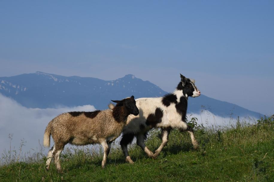 Foto: Constantin Ciofu